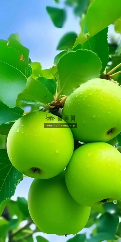 【7557】美食壁纸  2K 高清壁纸996_1772@青蛙壁纸-笨猫小站