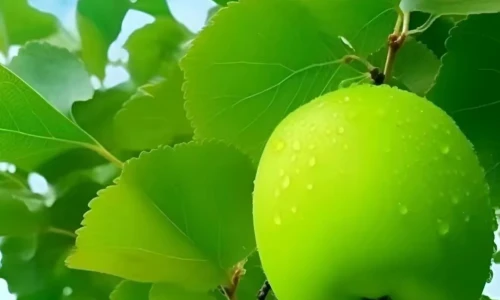 【7561】美食壁纸  2K 高清壁纸1004_1786@青蛙壁纸-笨猫小站
