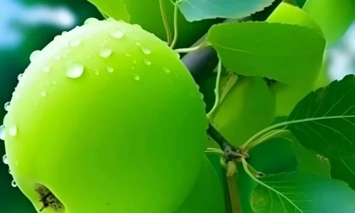 【7563】美食壁纸  2K 高清壁纸1014_1802@青蛙壁纸-笨猫小站