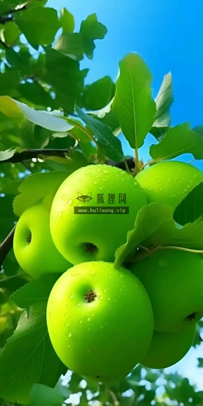 【7567】美食壁纸  2K 高清壁纸986_1754@青蛙壁纸-笨猫小站