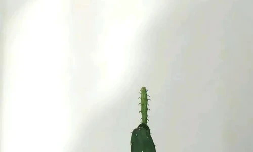 【7909】创意壁纸  4K 超清壁纸1080_2338@青蛙壁纸-笨猫小站