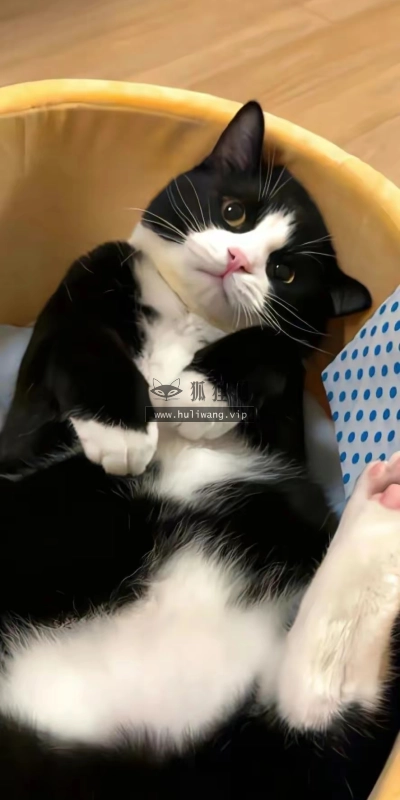 【7918】动物壁纸  2K 高清壁纸886_1920@青蛙壁纸-笨猫小站