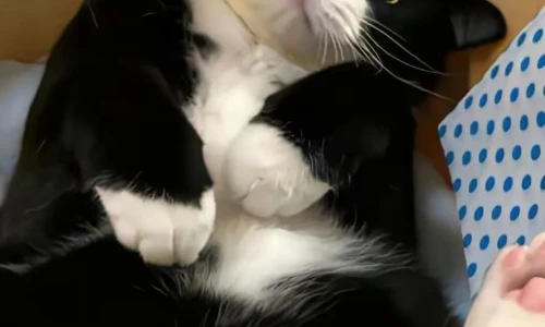 【7918】动物壁纸  2K 高清壁纸886_1920@青蛙壁纸-笨猫小站