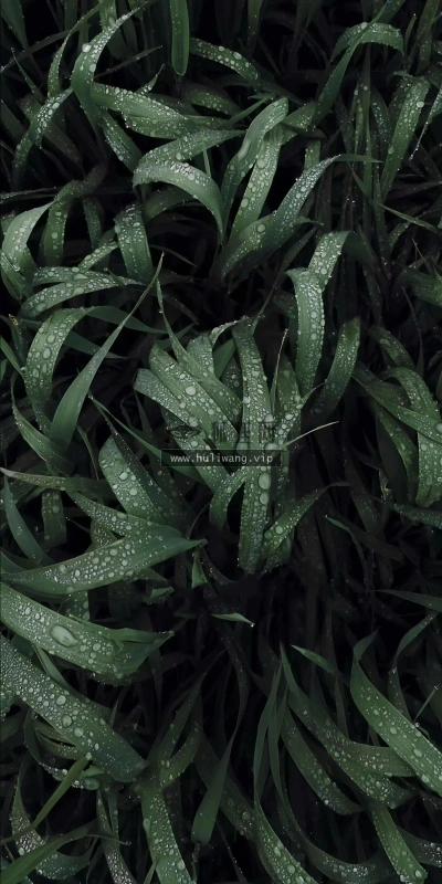 【7927】创意壁纸  8K 超清壁纸2280_4595@青蛙壁纸-笨猫小站