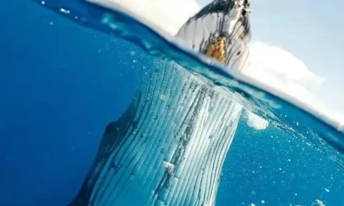 【8041】风景壁纸  1080P 高清壁纸654_1414@青蛙壁纸-笨猫小站