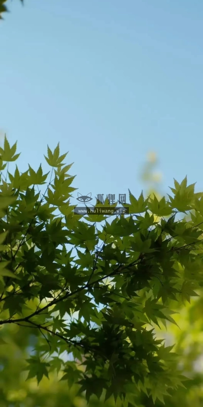 【8112】风景植物壁纸  4K 超清壁纸1054_2340@青蛙壁纸-笨猫小站