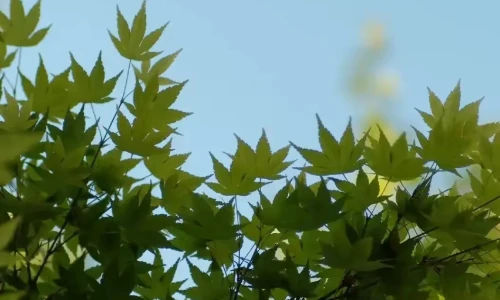 【8112】风景植物壁纸  4K 超清壁纸1054_2340@青蛙壁纸-笨猫小站