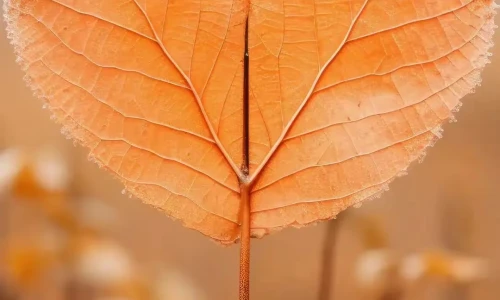 【8115】风景植物壁纸  4K 超清壁纸1080_2400@青蛙壁纸-笨猫小站