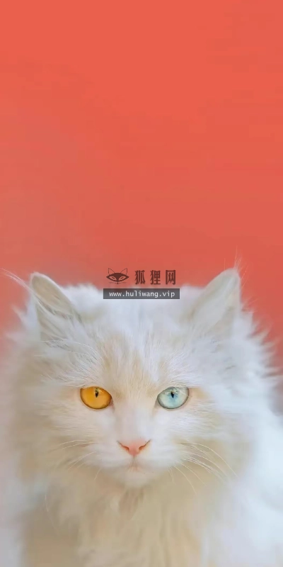 【8133】动物壁纸  4K 超清壁纸1054_2338@青蛙壁纸-笨猫小站
