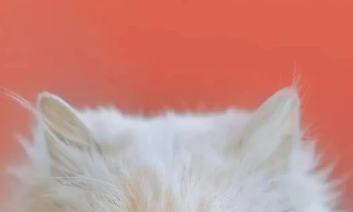【8133】动物壁纸  4K 超清壁纸1054_2338@青蛙壁纸-笨猫小站