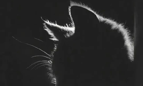 【8747】创意壁纸  4K 超清壁纸1080_2338@青蛙壁纸-笨猫小站