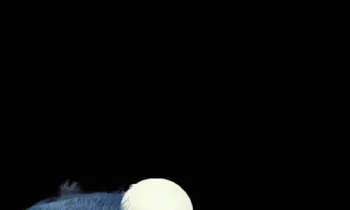 【9610】创意壁纸  2K 高清壁纸886_1920@青蛙壁纸-笨猫小站