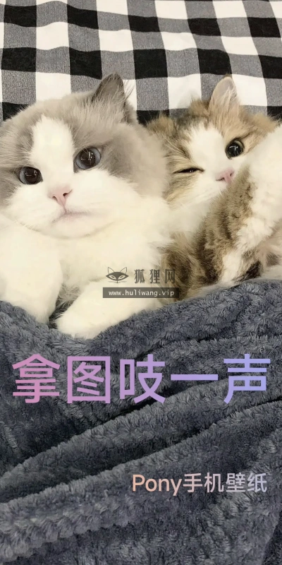 【9939】创意壁纸 4K 超清壁纸1290_2796@青蛙壁纸-笨猫小站