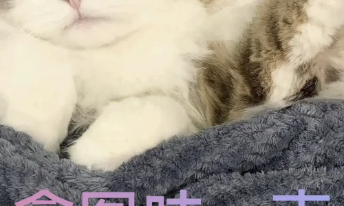 【9939】创意壁纸  4K 超清壁纸1290_2796@青蛙壁纸-笨猫小站