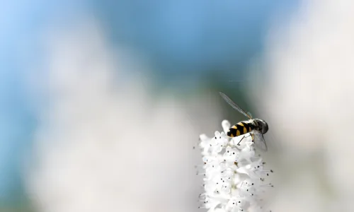 【10040】动物壁纸 蜜蜂  2K 高清壁纸2560_1600@青蛙壁纸-笨猫小站
