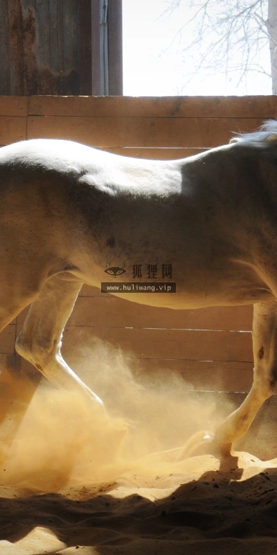 【10043】动物壁纸 战马  2K 高清壁纸2560_1600@青蛙壁纸-笨猫小站