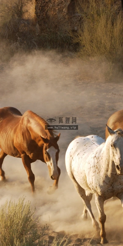 【10044】动物壁纸 战马  2K 高清壁纸2560_1600@青蛙壁纸-笨猫小站