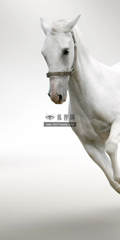 【10048】动物壁纸 战马  2K 高清壁纸2560_1600@青蛙壁纸-笨猫小站