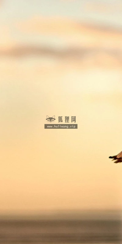 【10052】动物壁纸 海鸥 动物 摄影  2K 高清壁纸2560_1600@青蛙壁纸-笨猫小站