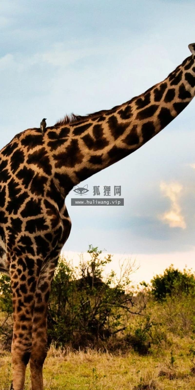 【10056】动物壁纸 非洲 长颈鹿 摄影  2K 高清壁纸2560_1600@青蛙壁纸-笨猫小站