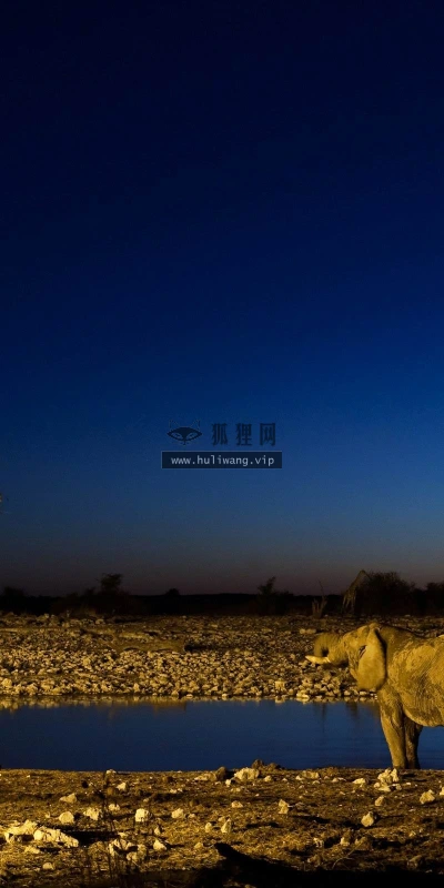 【10057】动物壁纸 非洲 大象 野生动物  2K 高清壁纸2560_1600@青蛙壁纸-笨猫小站