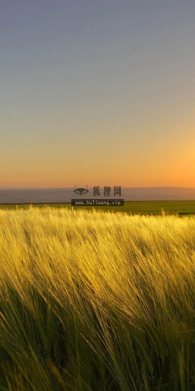 【10061】风景壁纸 阳光 稻谷  2K 高清壁纸2560_1600@青蛙壁纸-笨猫小站