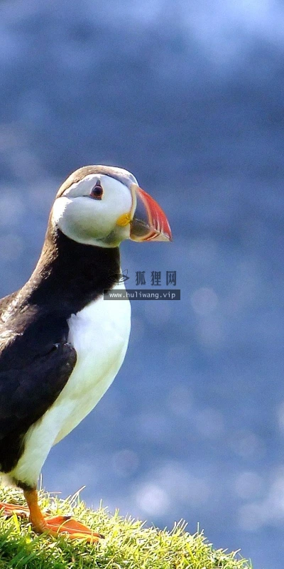 【10117】动物壁纸 角海鹦  2K 高清壁纸2560_1600@青蛙壁纸-笨猫小站