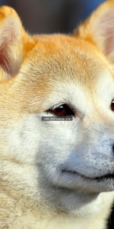 【10118】动物壁纸 犬狗 摄影  2K 高清壁纸2560_1600@青蛙壁纸-笨猫小站