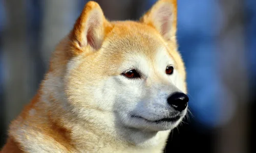 【10118】动物壁纸 犬狗 摄影  2K 高清壁纸2560_1600@青蛙壁纸-笨猫小站