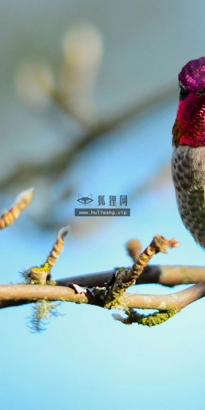 【10120】动物壁纸 鸟类 蜂鸟  2K 高清壁纸2560_1600@青蛙壁纸-笨猫小站