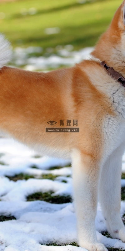 【10121】动物壁纸 犬狗 秋田犬  2K 高清壁纸2560_1600@青蛙壁纸-笨猫小站