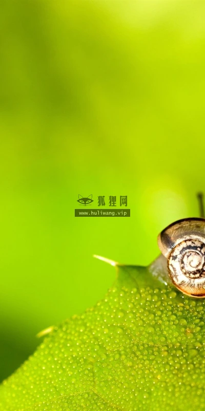 【10124】动物壁纸 蜗牛  2K 高清壁纸2560_1600@青蛙壁纸-笨猫小站