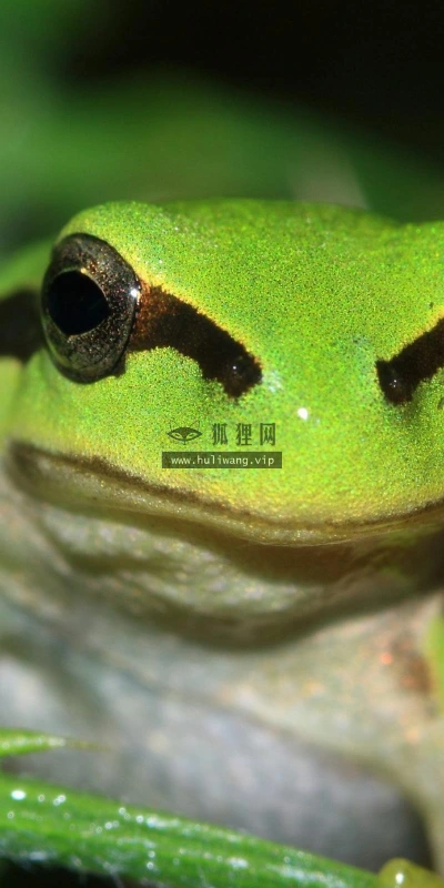 【10137】动物壁纸 青蛙  2K 高清壁纸2560_1600@青蛙壁纸-笨猫小站