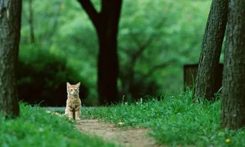【10138】动物壁纸 猫咪  2K 高清壁纸2560_1600@青蛙壁纸-笨猫小站