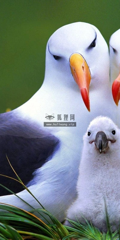 【10139】动物壁纸 信天翁 海鸟 动物世界  2K 高清壁纸2560_1600@青蛙壁纸-笨猫小站