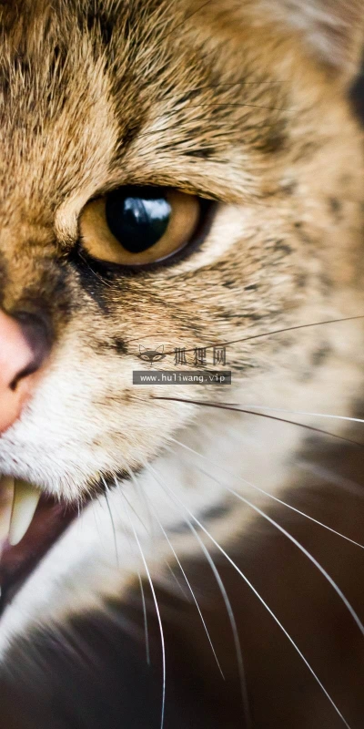 【10140】动物壁纸 猫咪  2K 高清壁纸2560_1600@青蛙壁纸-笨猫小站