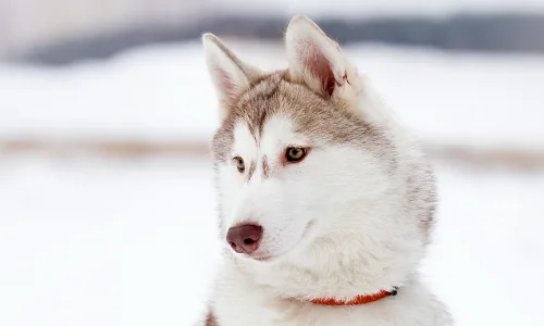 【10141】动物壁纸 阿拉斯加 雪橇  2K 高清壁纸2560_1600@青蛙壁纸-笨猫小站