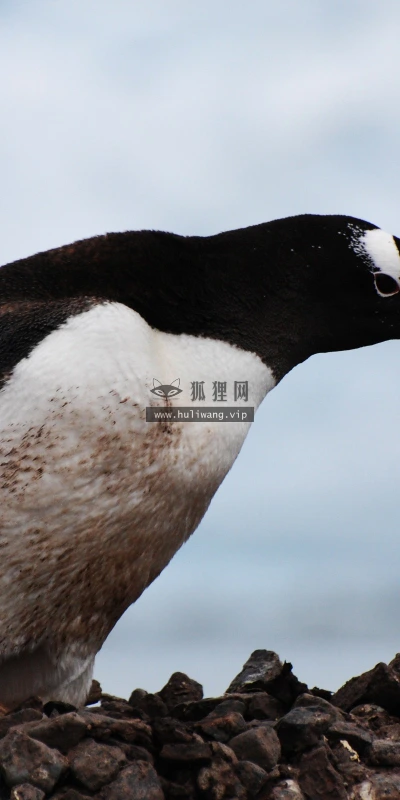 【10144】动物壁纸 企鹅  2K 高清壁纸2560_1600@青蛙壁纸-笨猫小站