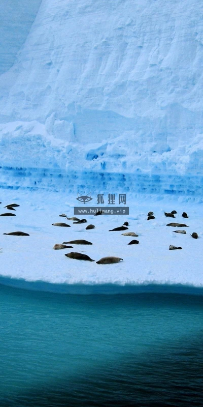 【10145】动物壁纸 企鹅  2K 高清壁纸2560_1600@青蛙壁纸-笨猫小站