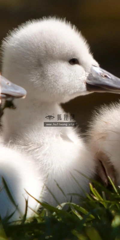 【10148】动物壁纸 天鹅 摄影  2K 高清壁纸2560_1600@青蛙壁纸-笨猫小站
