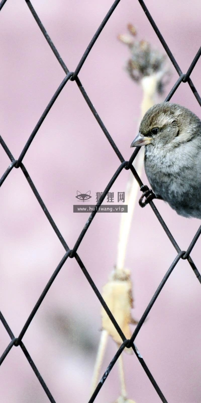 【10151】动物壁纸 动物世界 鸟类  2K 高清壁纸2560_1600@青蛙壁纸-笨猫小站