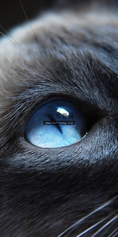 【10152】动物壁纸 宠物 猫咪  2K 高清壁纸2560_1600@青蛙壁纸-笨猫小站