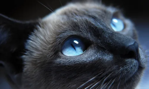 【10152】动物壁纸 宠物 猫咪  2K 高清壁纸2560_1600@青蛙壁纸-笨猫小站