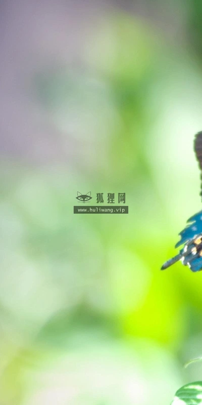 【10159】动物壁纸 蝴蝶 摄影  2K 高清壁纸2560_1600@青蛙壁纸-笨猫小站