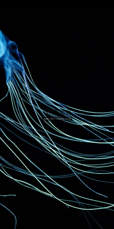 【10160】动物壁纸 朗伊罗 海洋生物  2K 高清壁纸2560_1600@青蛙壁纸-笨猫小站