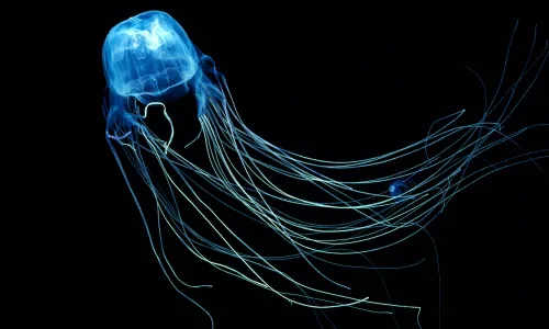 【10160】动物壁纸 朗伊罗 海洋生物  2K 高清壁纸2560_1600@青蛙壁纸-笨猫小站