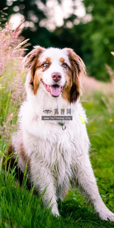 【10161】动物壁纸 牧羊犬 摄影 犬狗  2K 高清壁纸2560_1600@青蛙壁纸-笨猫小站