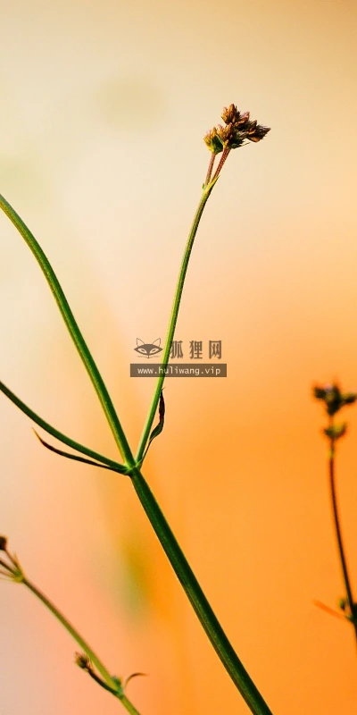 【10163】动物壁纸 蝴蝶  2K 高清壁纸2560_1600@青蛙壁纸-笨猫小站