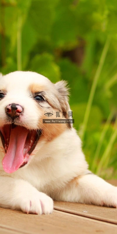 【10164】动物壁纸 牧羊犬 犬狗  2K 高清壁纸2560_1600@青蛙壁纸-笨猫小站