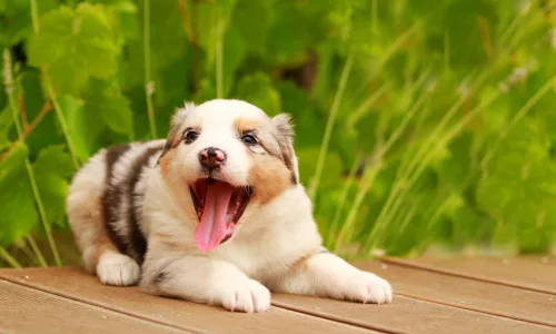 【10164】动物壁纸 牧羊犬 犬狗  2K 高清壁纸2560_1600@青蛙壁纸-笨猫小站